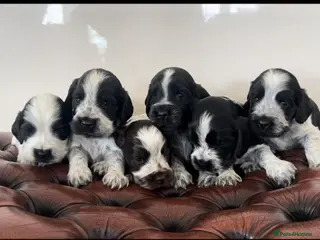 Cocker Spaniel dogs Kc reg show cocker spaniels fully health tested - Advert 3