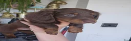 Miniature Dachshund dogs for sale: Miniature dachshund  - Advert 8