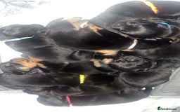 Rottweiler dogs for sale: Stunning Rottweiler puppies ✨ - Image 11