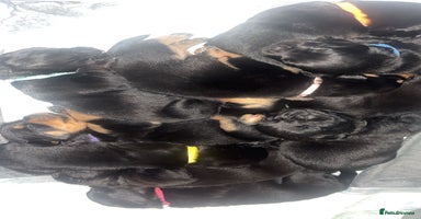 Rottweiler dogs READY TO GO NEXT WEEK ✨ - Advert 3