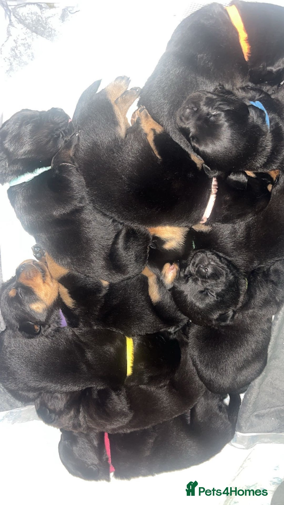 Rottweiler dogs for sale: Stunning Rottweiler puppies ✨ - Image 11