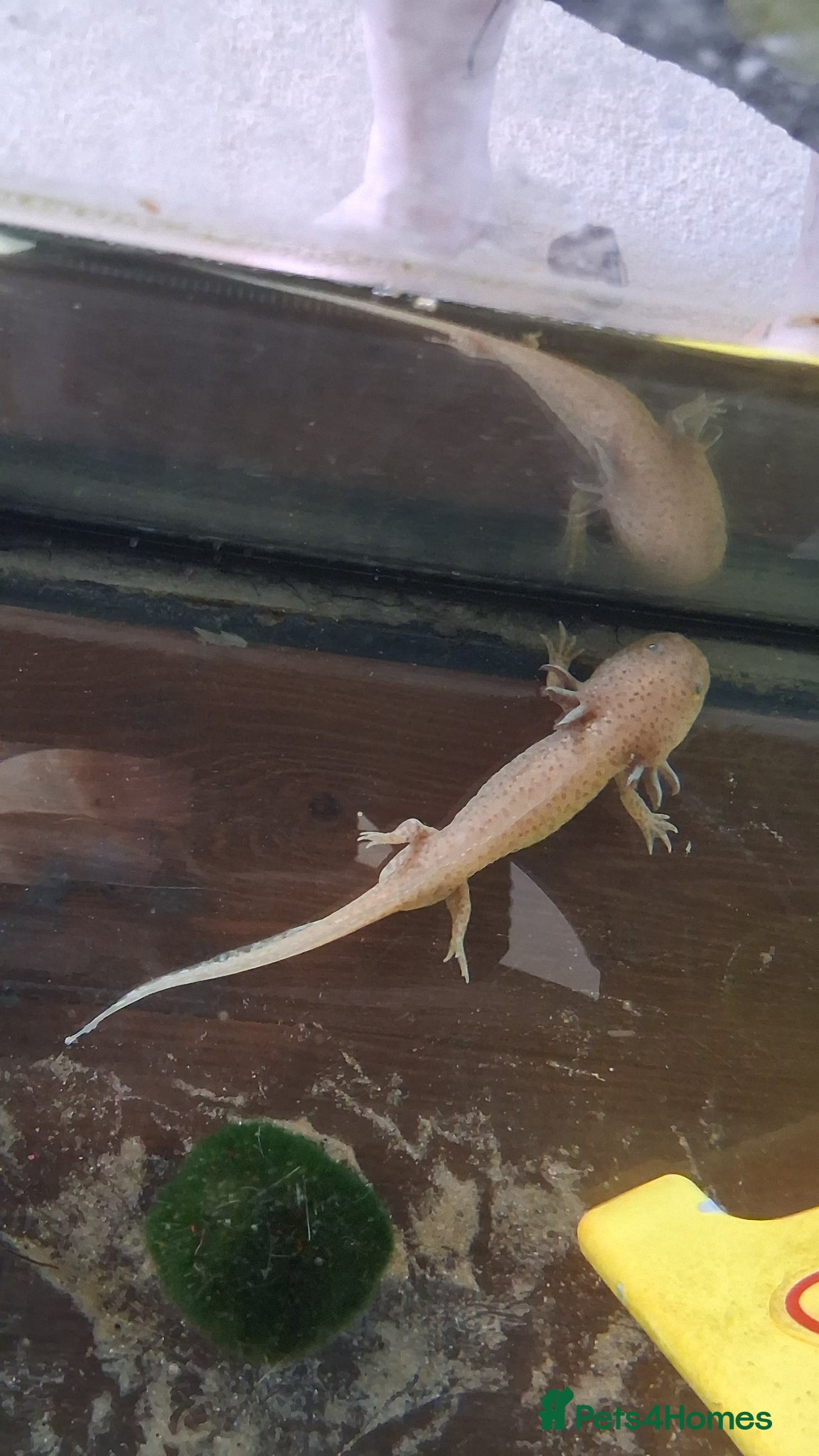 Axolotl reptiles Male axolotl  - Advert 1