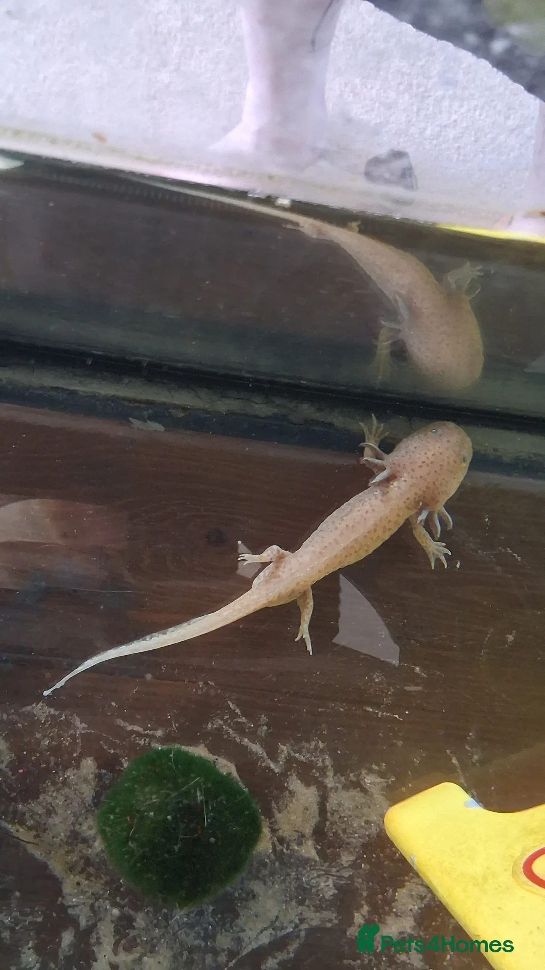 Axolotl reptiles for sale: Male axolotl  - Advert 1