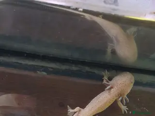 Axolotl reptiles Male axolotl - Advert 1