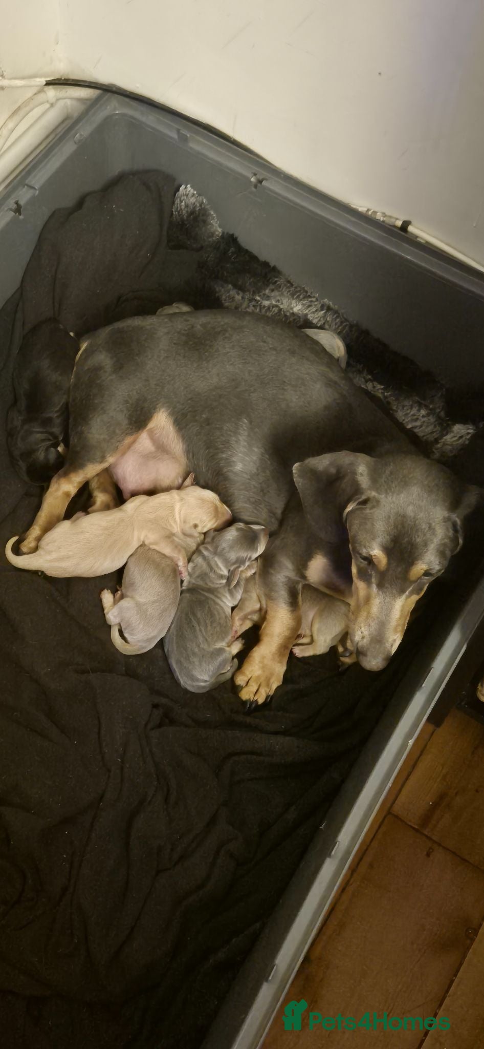 Miniature Dachshund dogs Miniature Dachshund puppies unusual colours - Advert 1