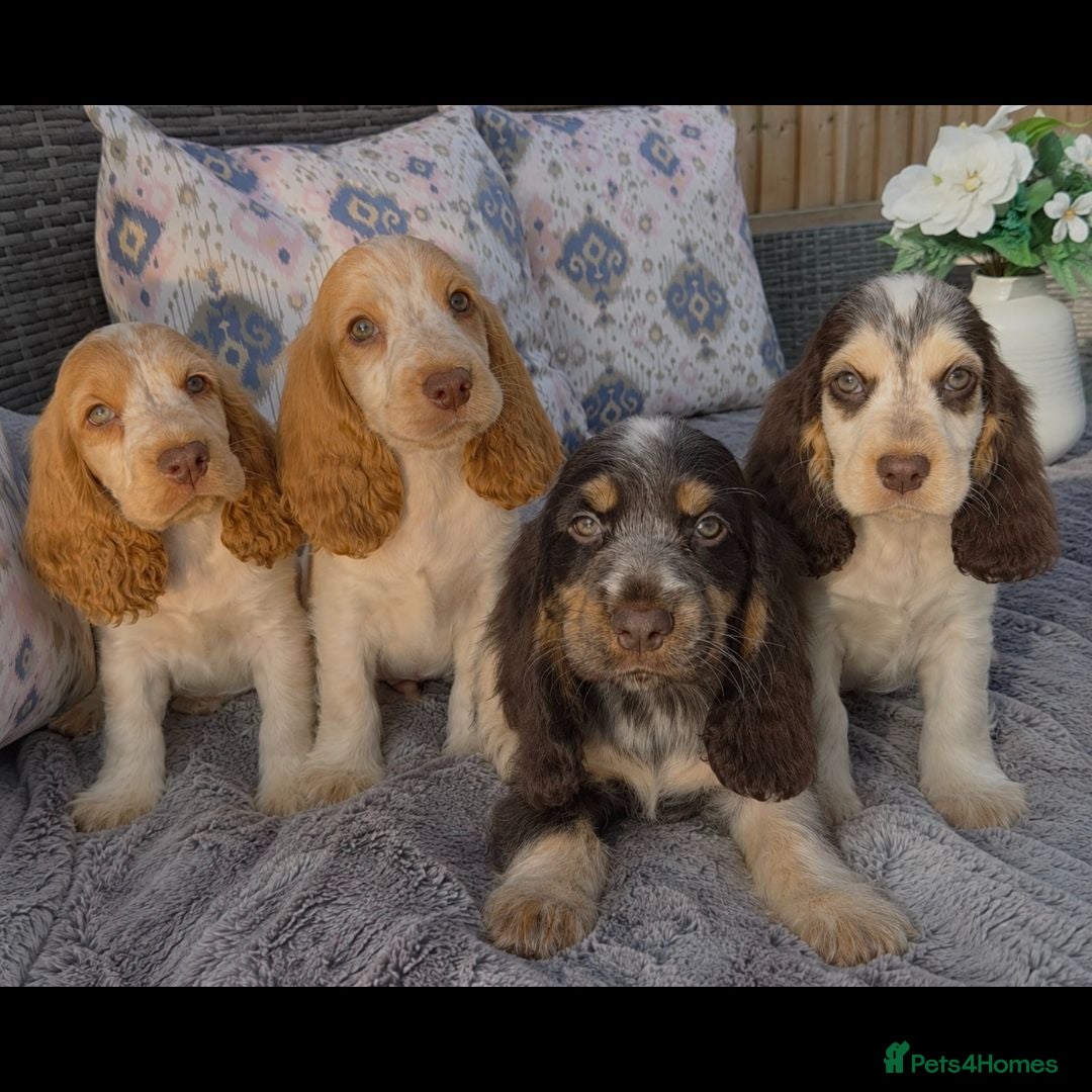 Cocker Spaniel dogs Exceptional True Show winning Champion Cockers. - Advert 2