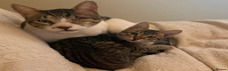 Mixed Breed cats for adoption: Muji & Sol - Affectionate & Chatty indoors pair - Advert 1