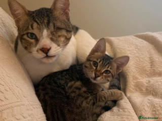 Mixed Breed cats Muji & Sol - Affectionate & Chatty indoors pair - Advert 1