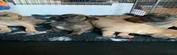 Presa Canario dogs for sale: Presser canario puppies - Advert 11