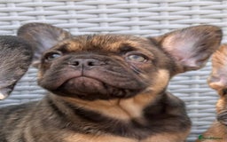French Bulldog dogs for sale: French Bulldog Puppy 3 - QUALITY PUPPIES READY NOW, health tested parents  - Image 4
