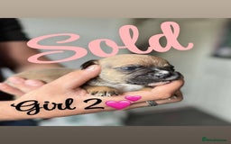 Mixed Breed dogs for sale: Puppies  - Image 6