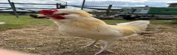 Chickens poultry for sale: Polish x Leghorn cockerel caramel and white  - Advert 1