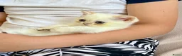British Shorthair cats for sale: 🐾 Purebred Golden BSH kittens 🐾  in Leeds - Advert 15