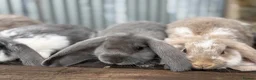 French Lop rabbits for sale: Stunning xl French lops  - Advert 16