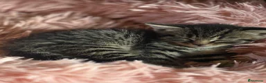 Mixed Breed Kitten 2