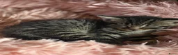 Mixed Breed cats for sale: 3 kittens mixed breed - Advert 7