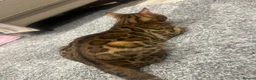 Bengal cats for sale: Pure bred Bengal TICA registered in Hoddesdon - Advert 5