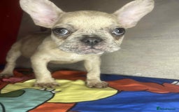 French Bulldog dogs for sale: 🐾 French Bulldog Puppies for Sale - Image 15