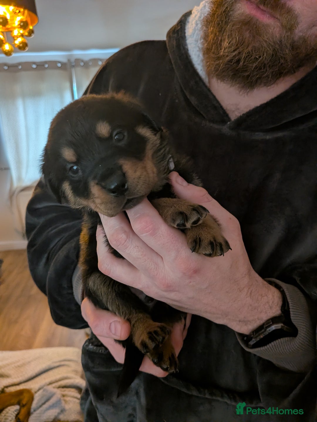 Rottweiler dogs for sale: ⭐ Rottweiler ⭐ - Advert 25