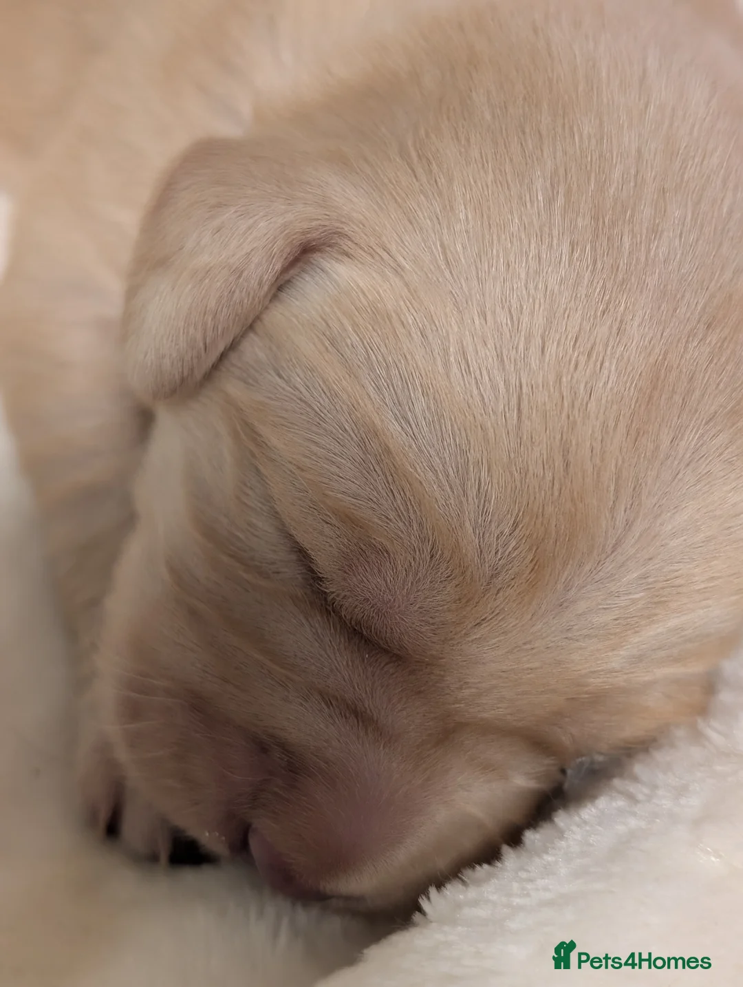 Mixed Breed dogs for sale: Golden doodle puppies - Advert 40