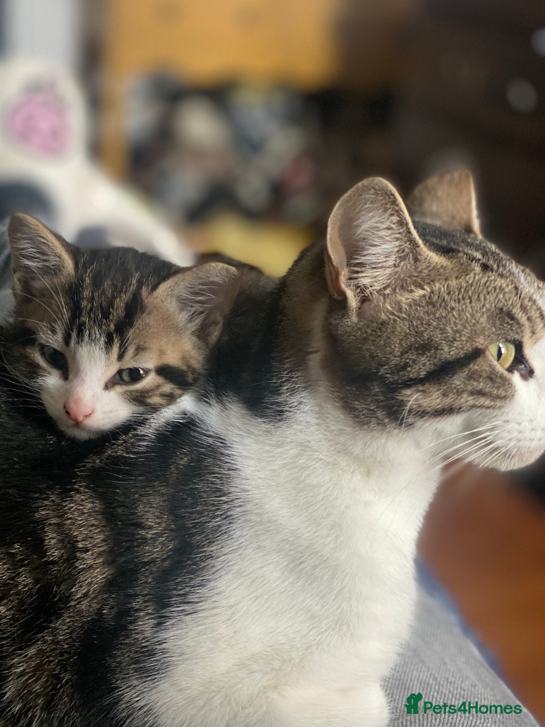 Mixed Breed cats for sale: 3 kittens available Portsmouth - Advert 9