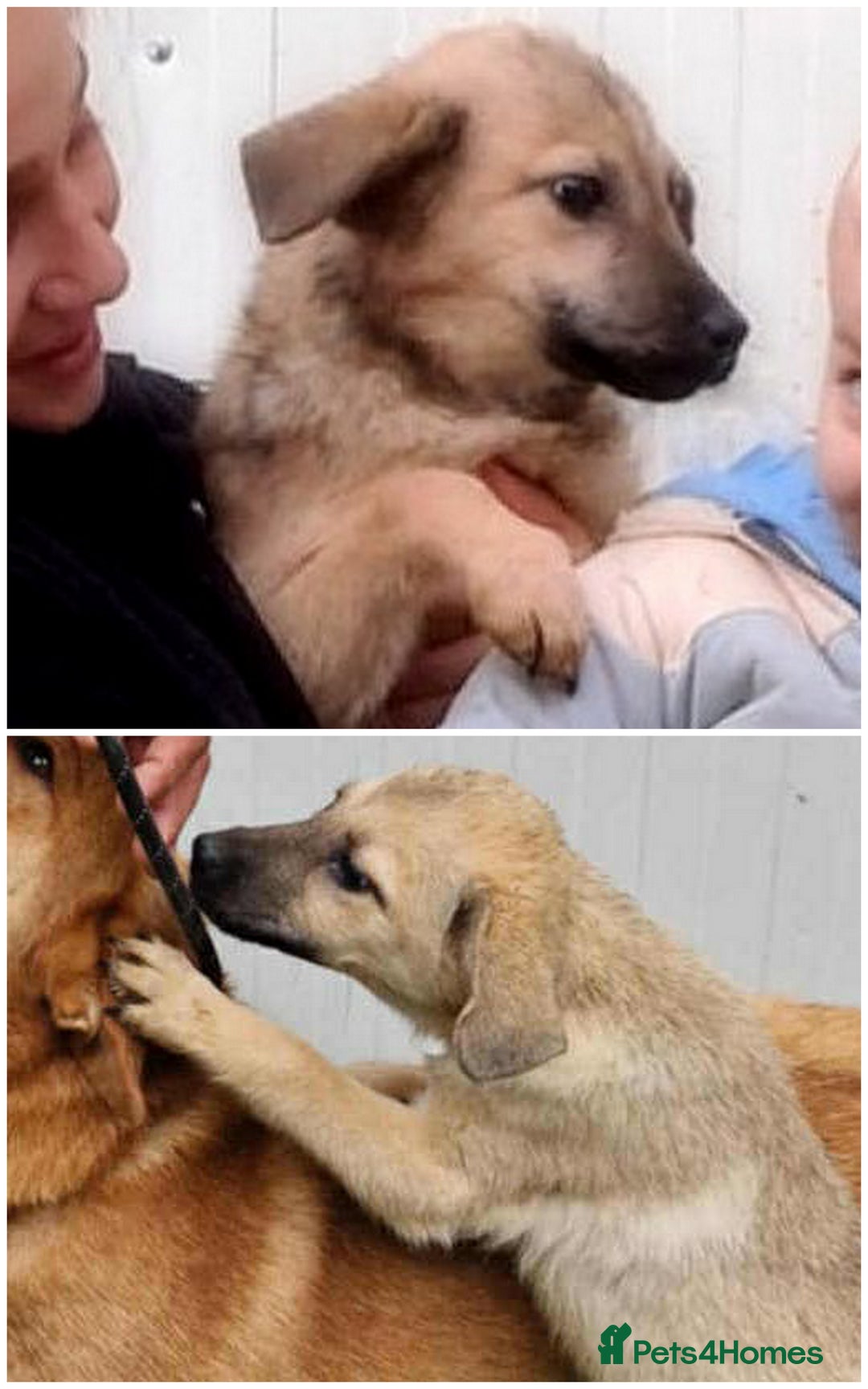 Mixed Breed dogs for adoption: 💖 Maxie – a gentle girl with the softest heart 💖 - Advert 2