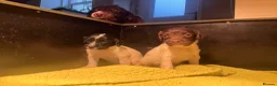 English Springer Spaniel dogs for sale: Springer Spaniel puppies  - Advert 7