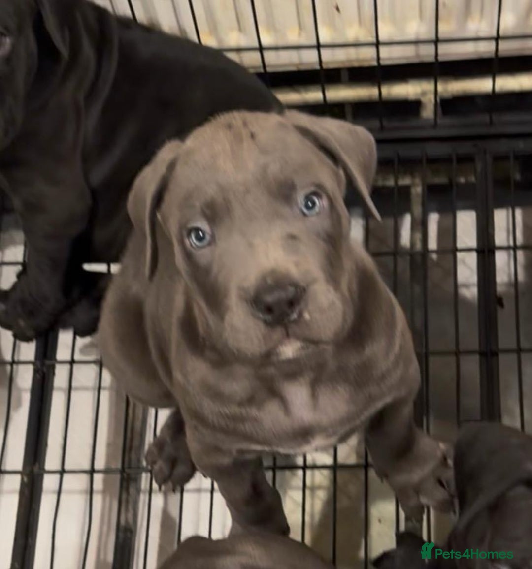 Cane Corso dogs for sale: Imp Champion Bloodline Pure Breed Cane Corso pups  - Advert 16