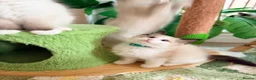 Ragdoll cats for sale: Show quality Ragdoll kittens from champion lines - Advert 25