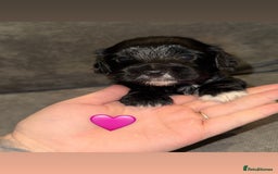 Mixed Breed dogs for sale: Shihpoo X Cocker Spaniel pups - Image 5