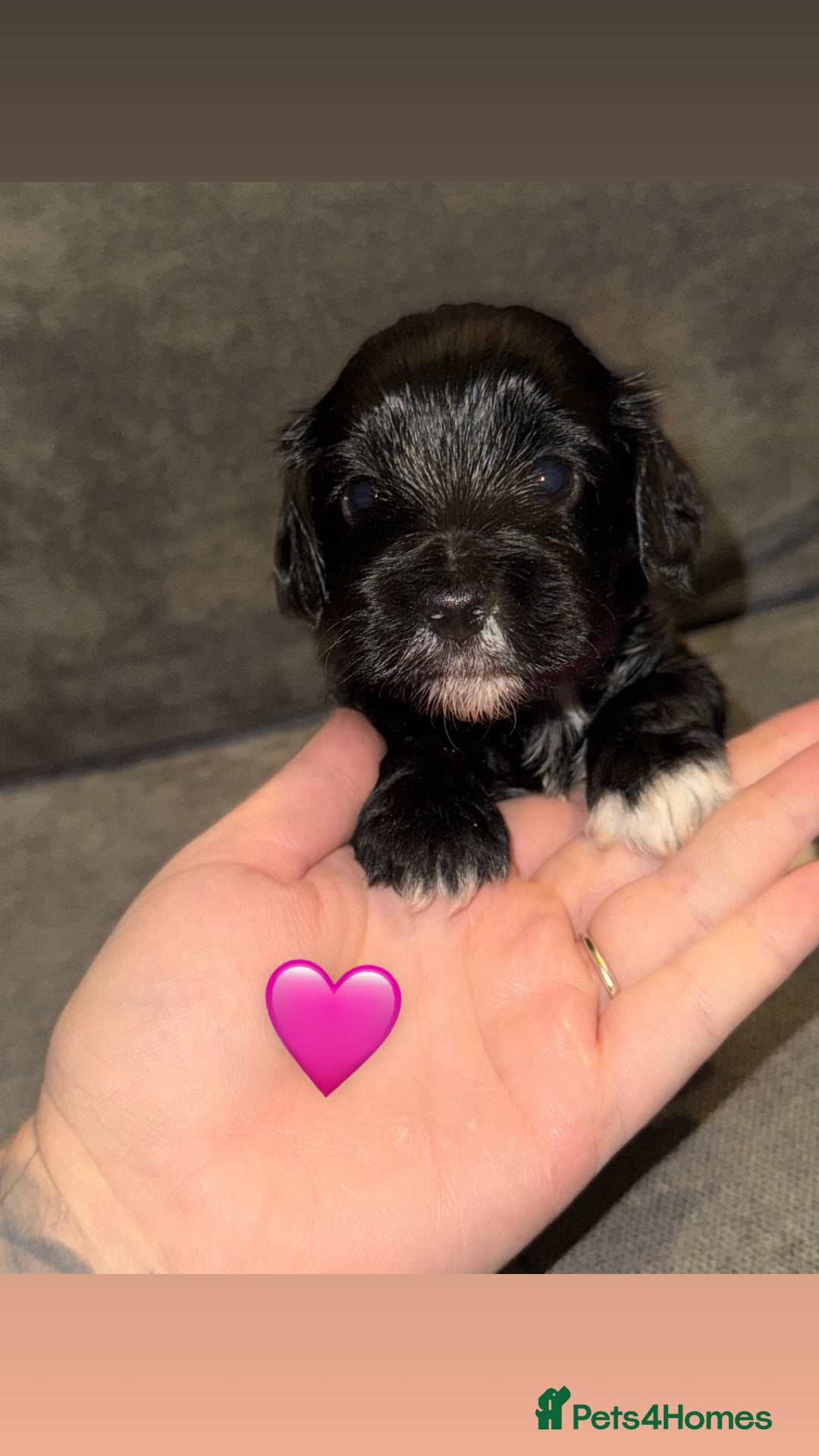 Mixed Breed dogs for sale: Shihpoo X Cocker Spaniel pups - Image 5