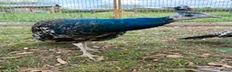 Peafowl poultry for sale: Black shoulder peacocks for sale - Advert 6