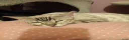 Bengal cats for sale: ✨Bengal Kittens Ready for Their Forever Homes✨ - Advert 2