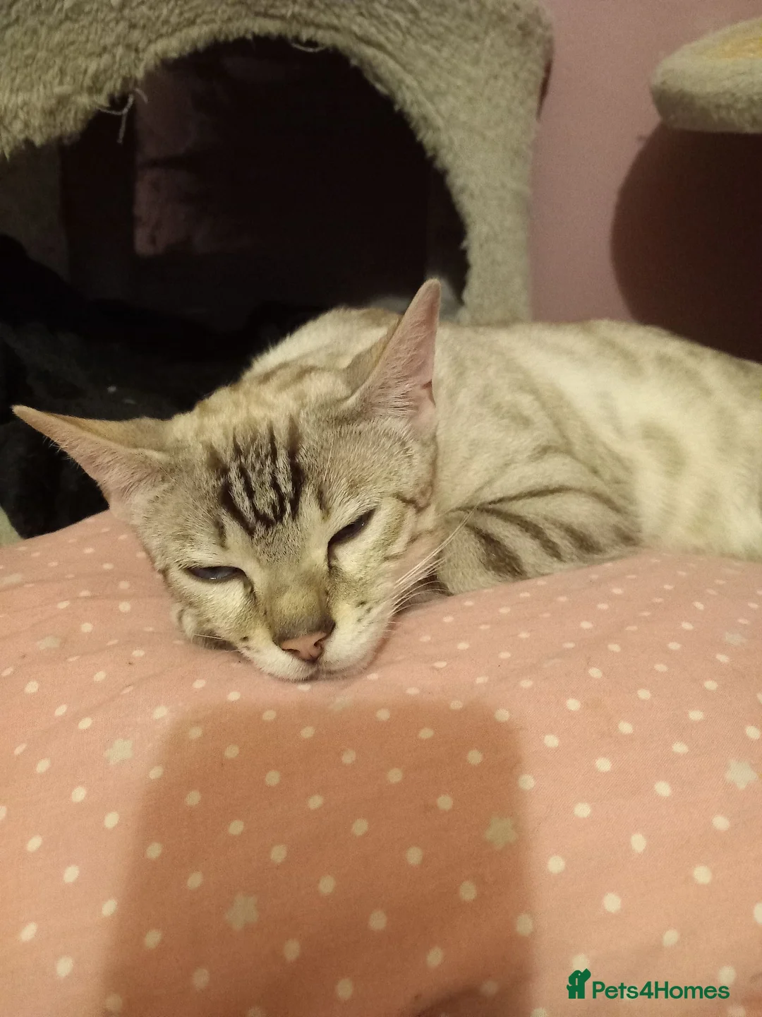 Bengal cats for sale: ✨Bengal Kittens Ready for Their Forever Homes✨ - Advert 2