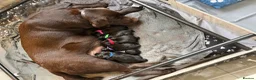 Goldador dogs for sale: Beautiful Chunky Labrador puppies - Advert 11