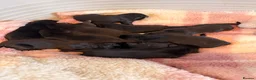 Labrador Retriever dogs for sale: 🖤 Beautiful black Labrador puppies 🖤 - Advert 3