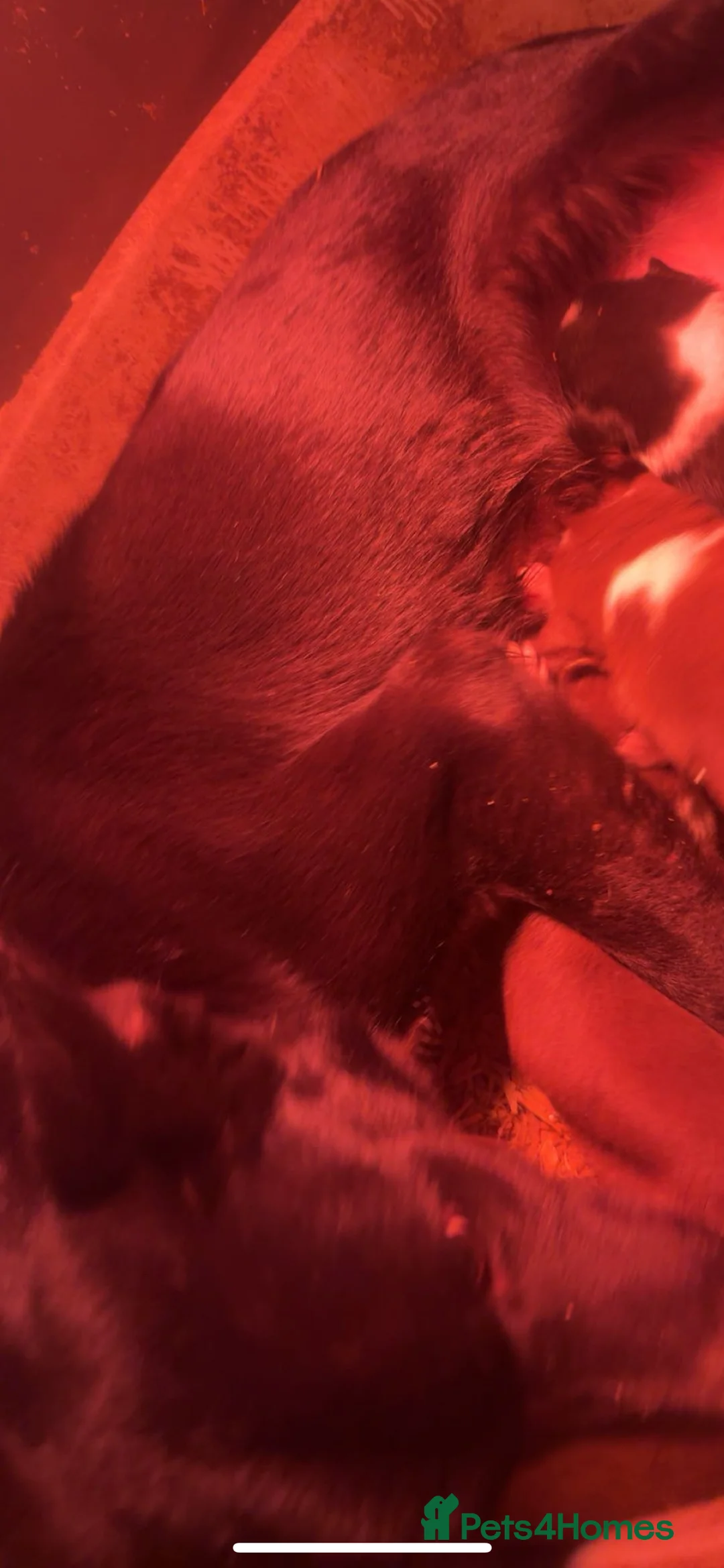 Mixed Breed dogs for sale: 4 Stunning German Shorthaired Pointer X 🐶 - Advert 3