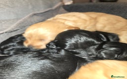 Lhasapoo dogs for sale: Beautiful lhasapoo puppies  - Image 9