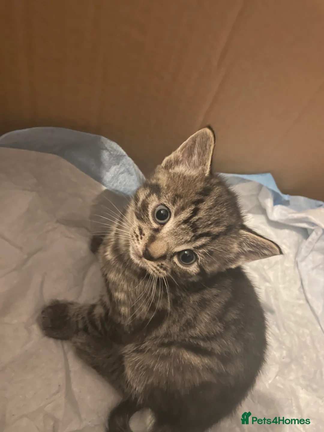 Mixed Breed cats for sale: 1 boy and 3 girls  - Advert 28