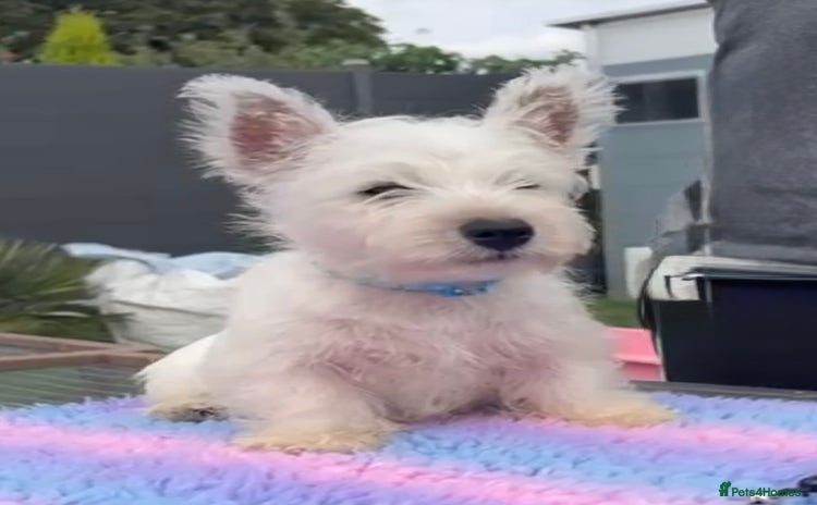 West Highland Terrier dogs - Advert 6