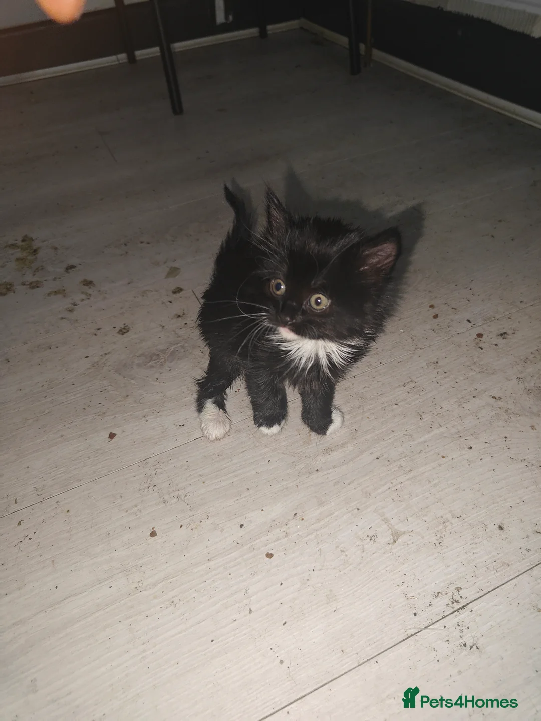 Mixed Breed cats for sale: 4Kittens  - Advert 3