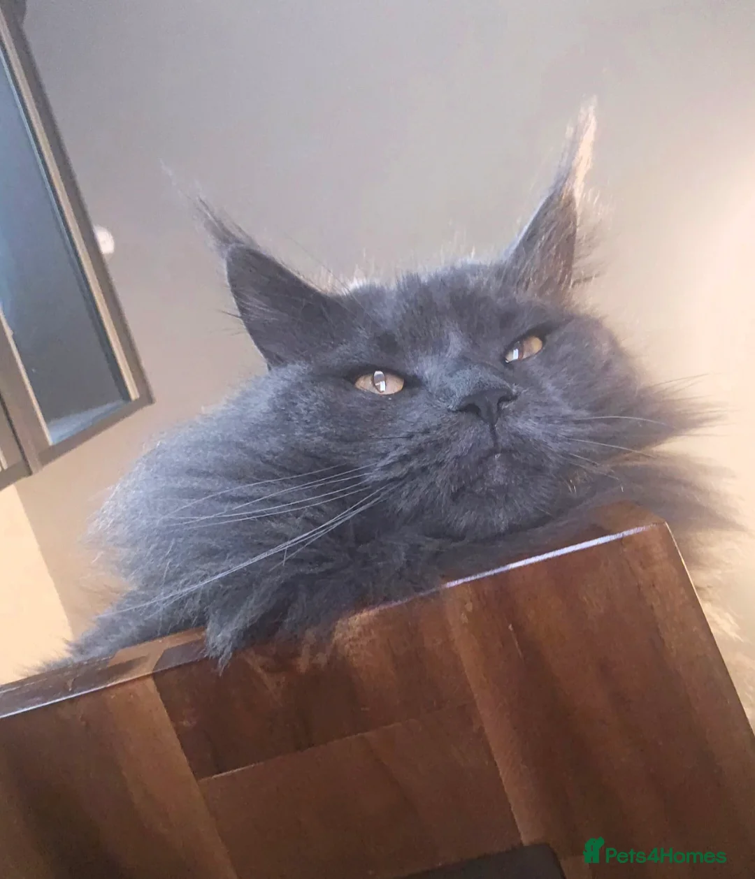 Maine Coon cats for sale: Blue female Maine coon - Advert 8