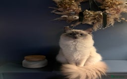 Ragdoll cats for sale: Beautiful blue point kittens - Advert 3