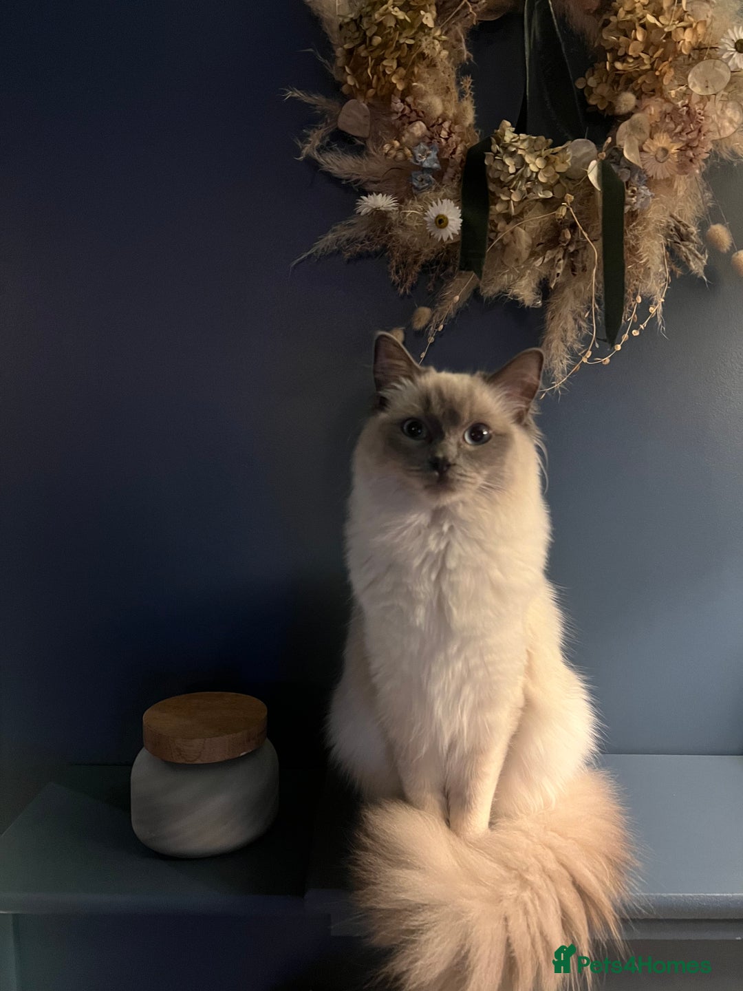 Ragdoll cats for sale: Beautiful blue point kittens - Advert 3