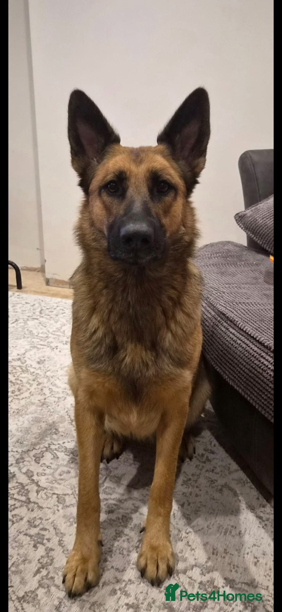 German Shepherd dogs DDR German Shepherds  - Advert 1