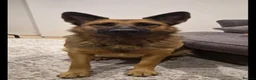 German Shepherd dogs for sale: DDR German Shepherds  - Advert 1