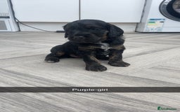 Cockapoo dogs for sale: Beautiful tri cockerpoos  - Image 9