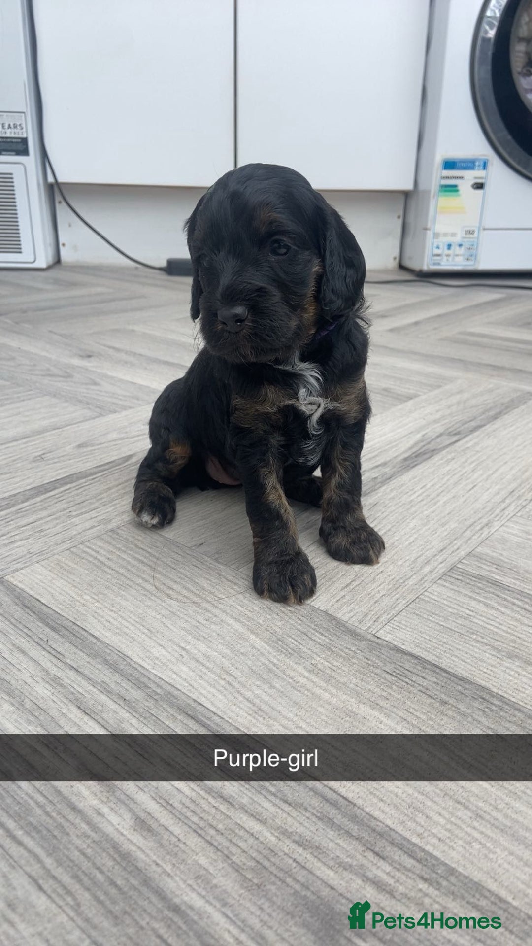 Cockapoo dogs for sale: Beautiful tri cockerpoos  - Image 9