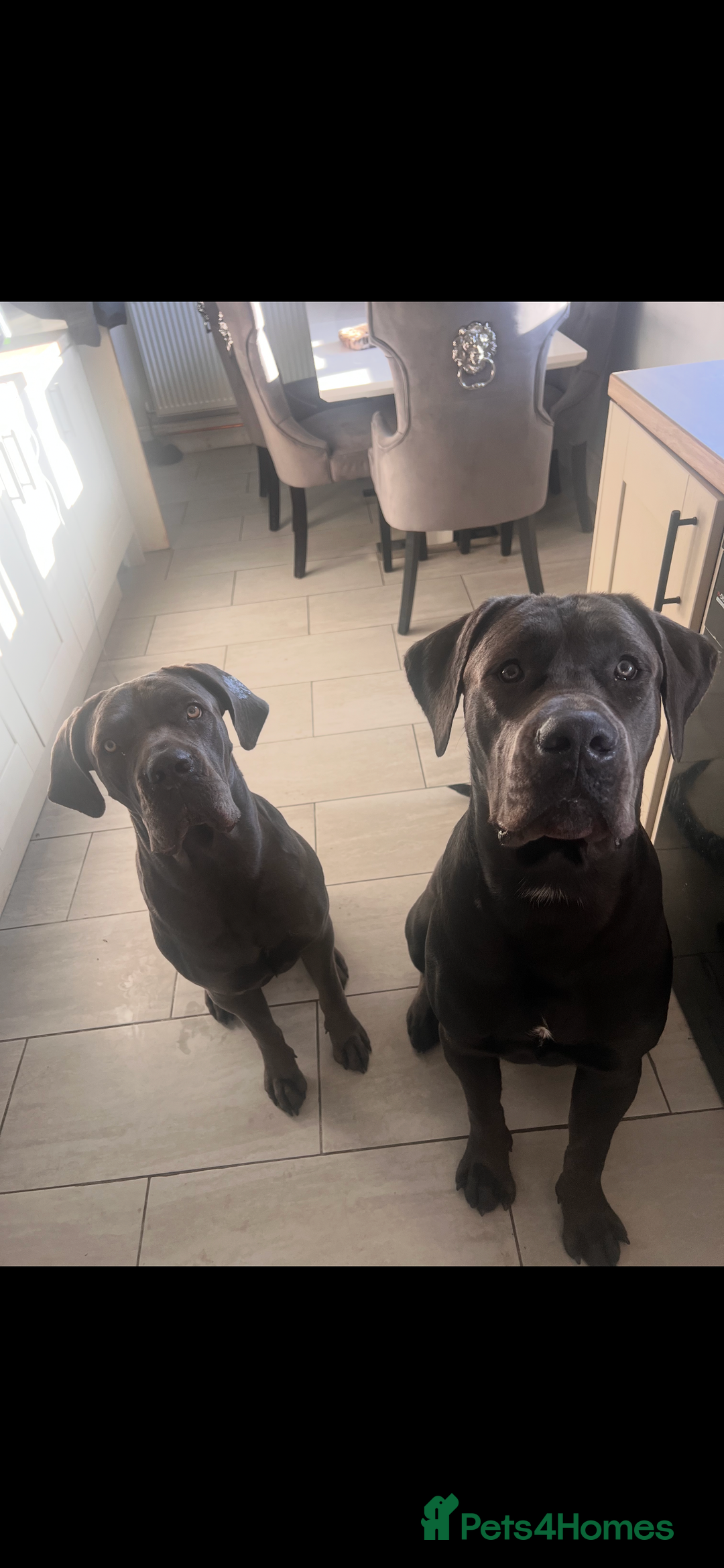 Cane Corso dogs for sale: 18 beautiful cane Corso puppy’s  - Advert 2