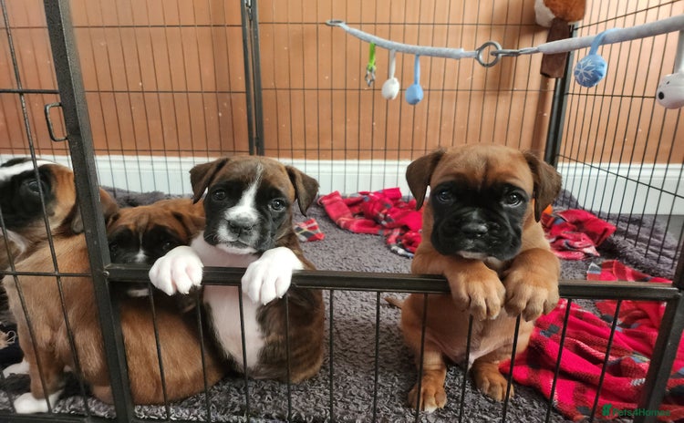 Boxer dogs - Advert 1